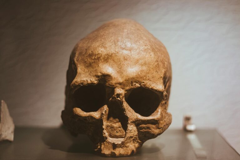neanderthals and denisovans — Neanderthal skull fossil showing the characteristic brow ridge and cranial anatomy of Homo neanderthalensis