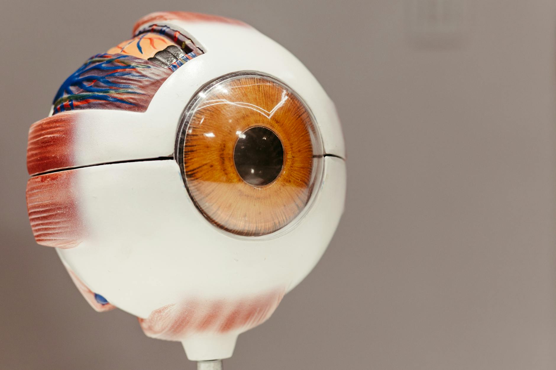 evolution of the eye — compound eye structure demonstrating an intermediate evolutionary stage