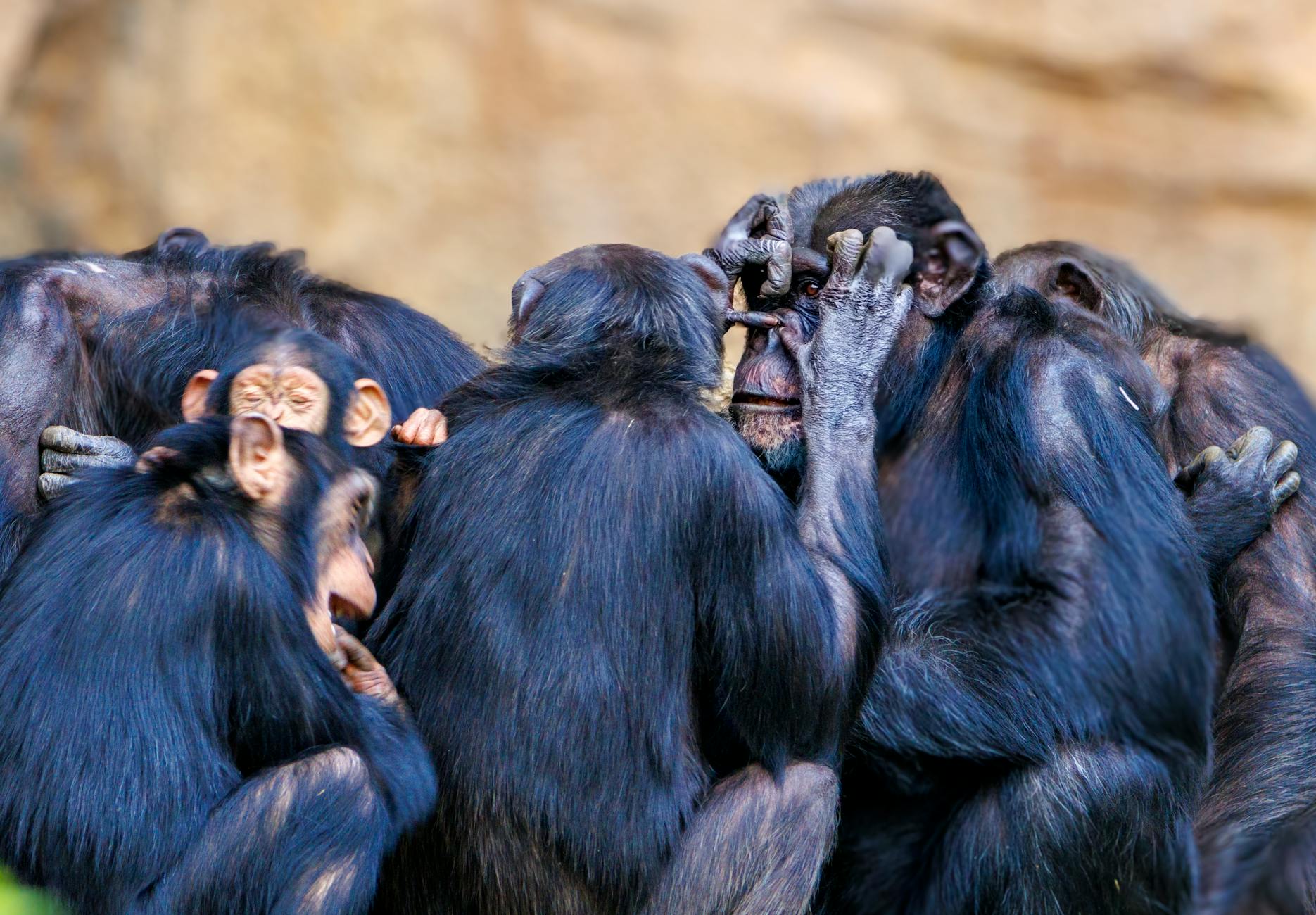Mirror self-recognition, a behavioral window into the neuroscience of self-awareness, passed by great apes, dolphins, and elephants.