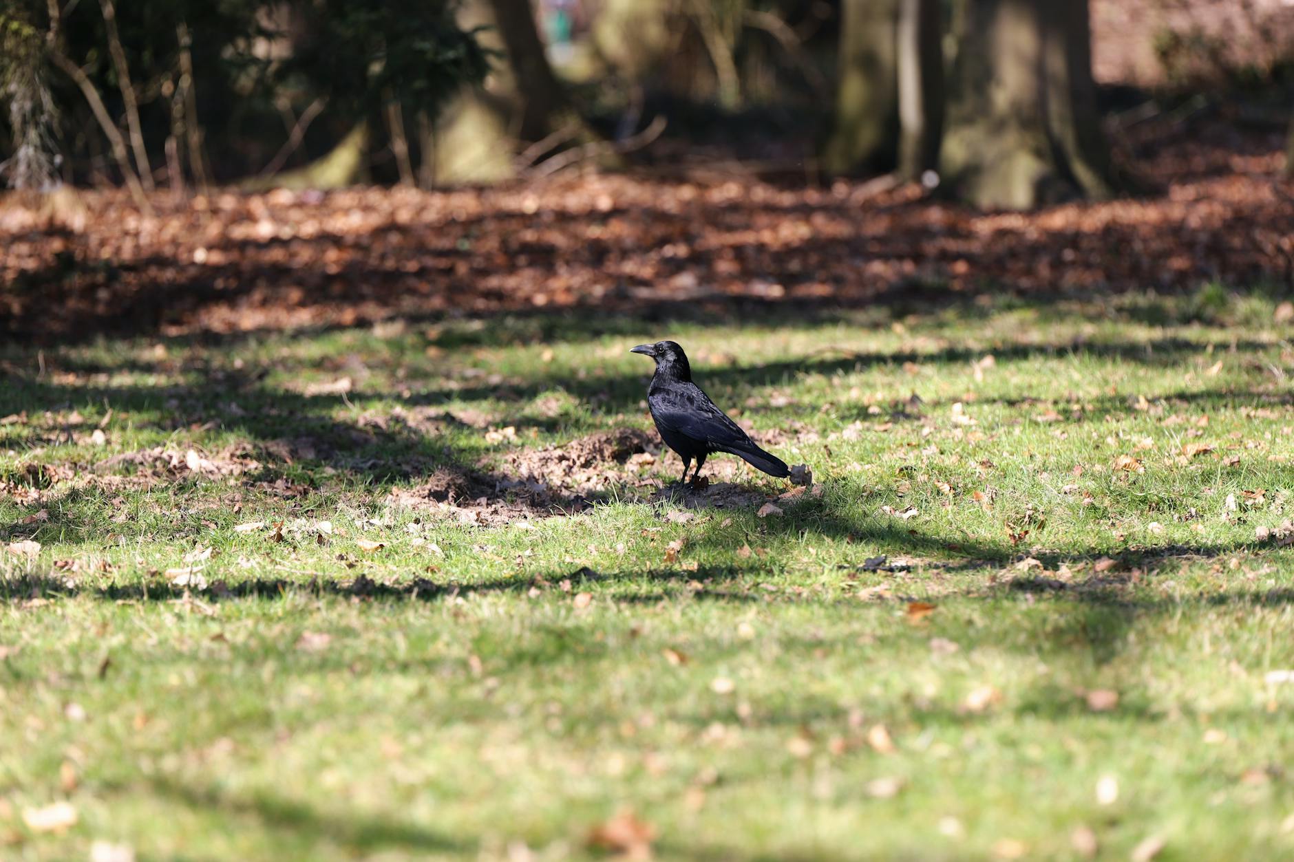 Corvids demonstrating planning and tool use, evidence for animal consciousness.