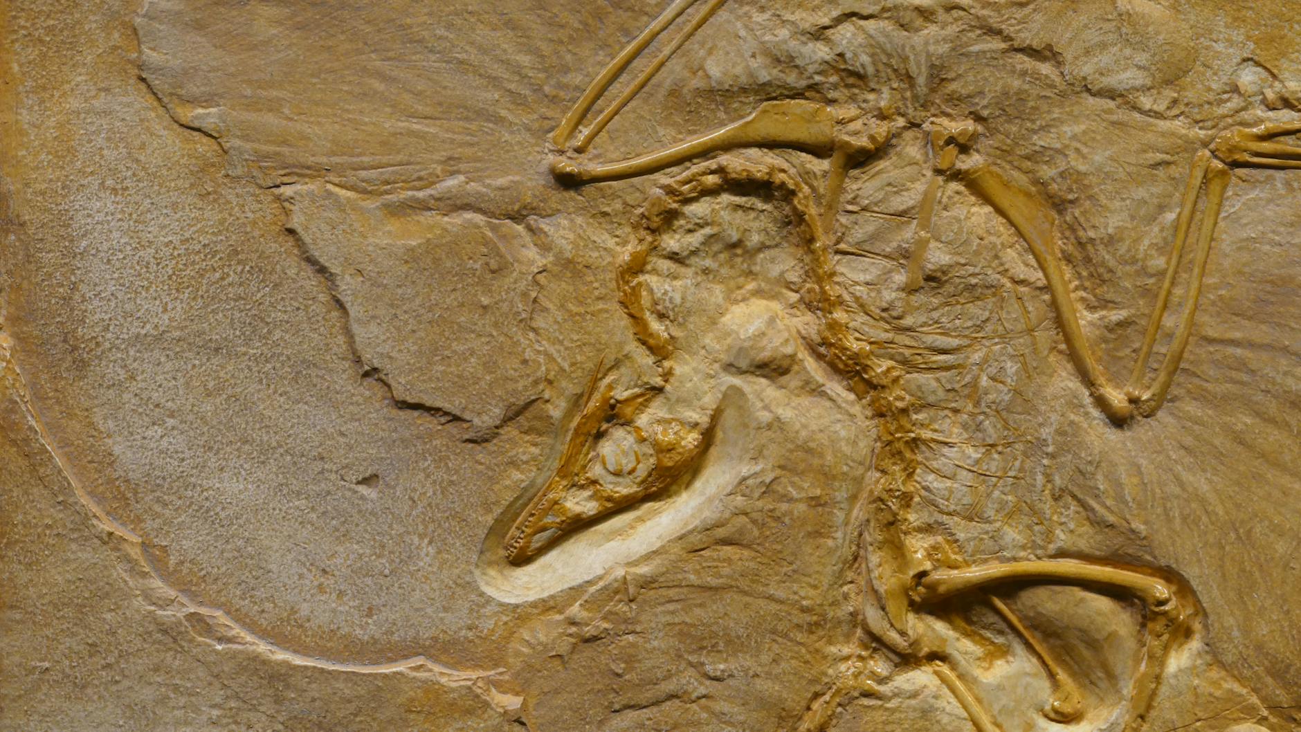 The K-Pg Extinction: How an Asteroid Ended the Age of Dinosaurs