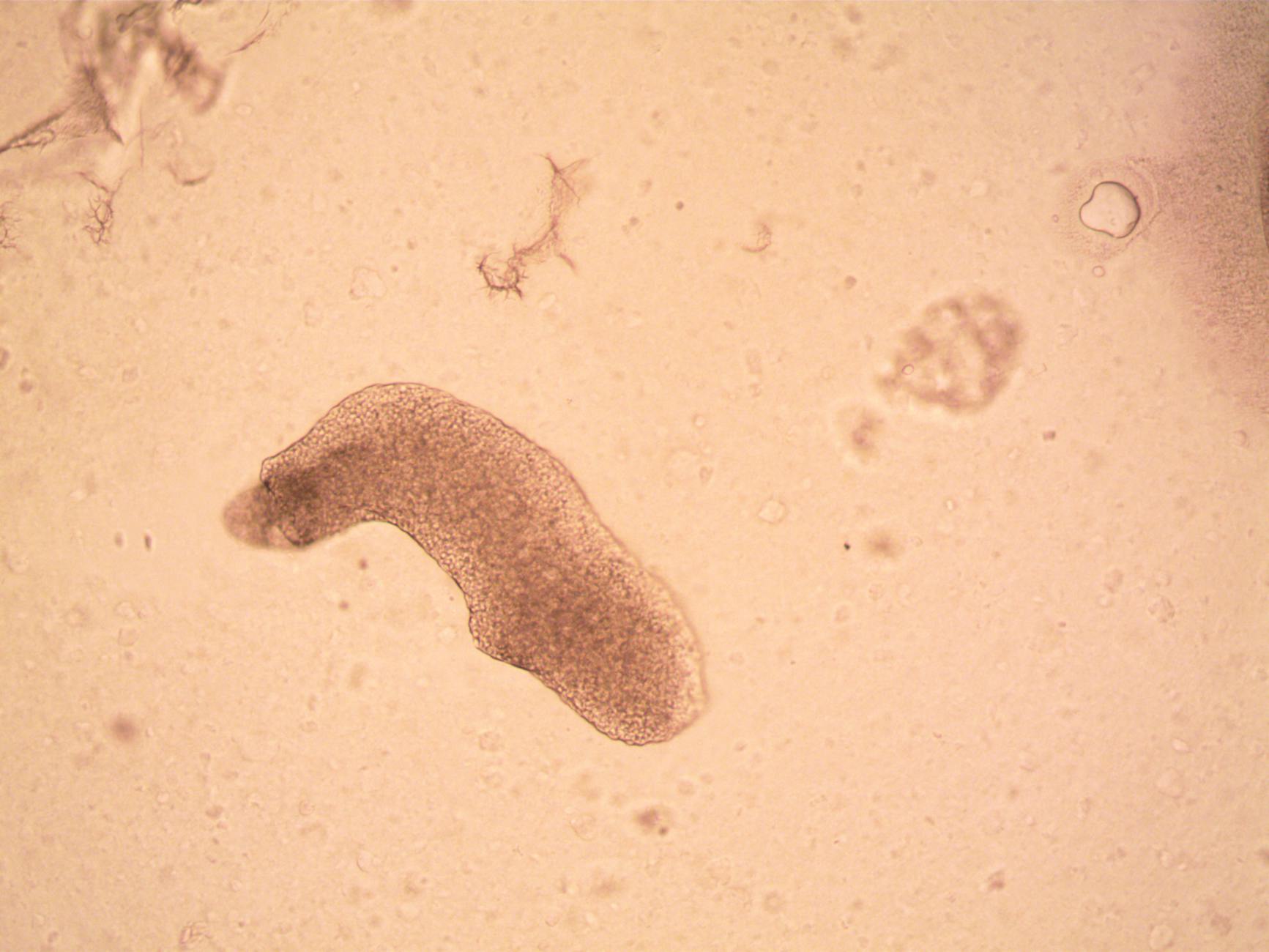 Microscope image of a tardigrade, an extremophile capable of surviving vacuum and radiation relevant to panspermia research
