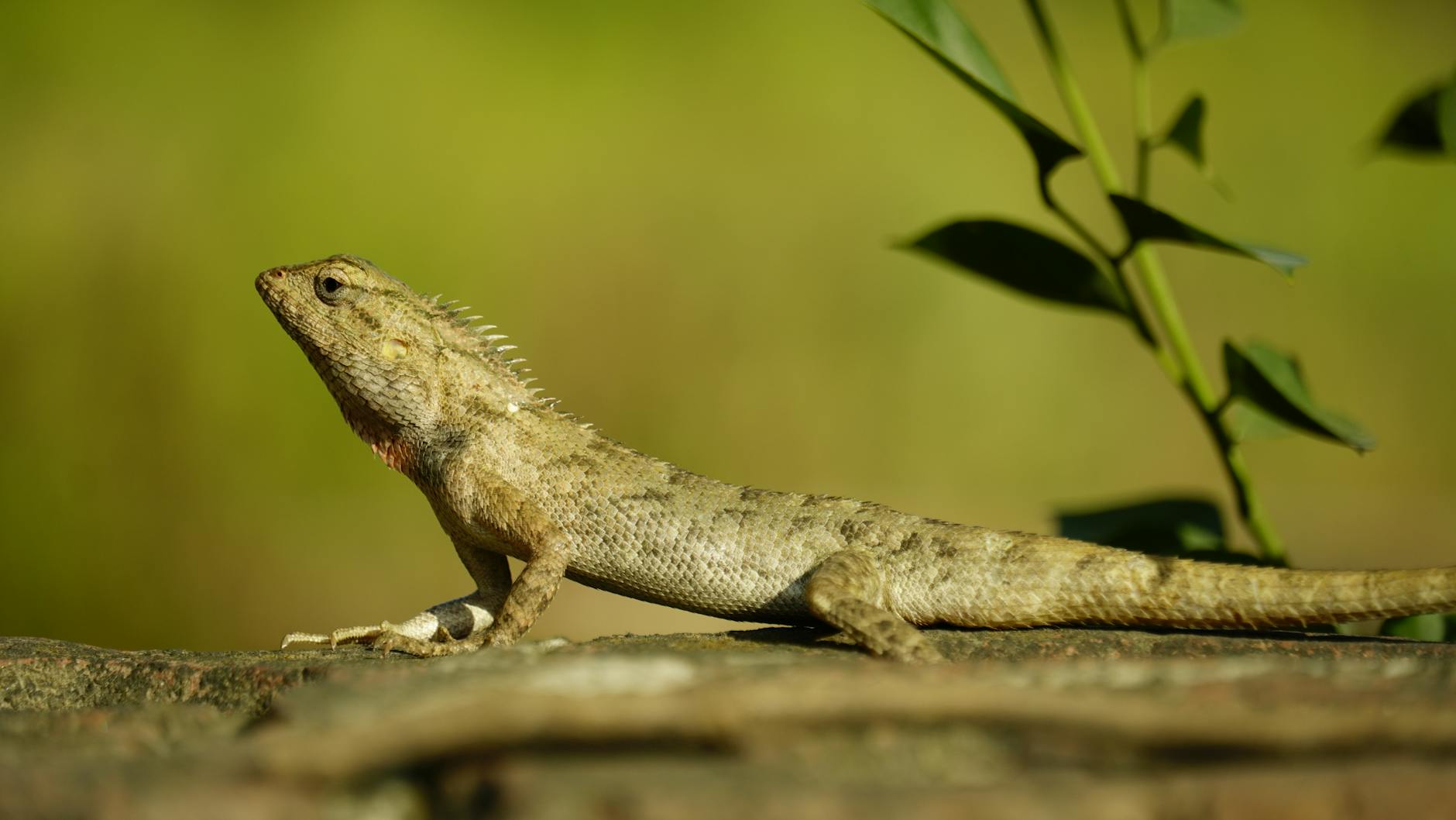 natural selection — genetic variation driving adaptation over generations