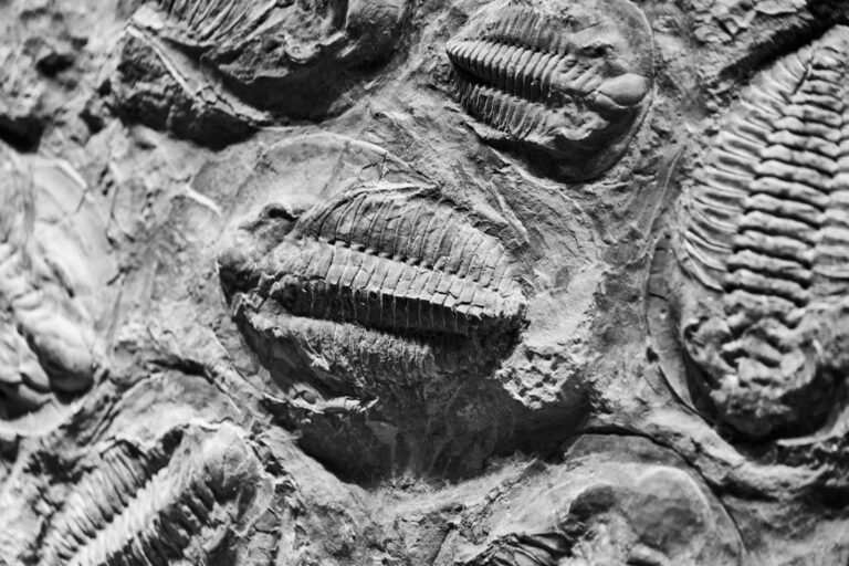 what triggered the Cambrian explosion — A trilobite fossil from the Burgess Shale, one of the iconic creatures of the Cambrian explosion.
