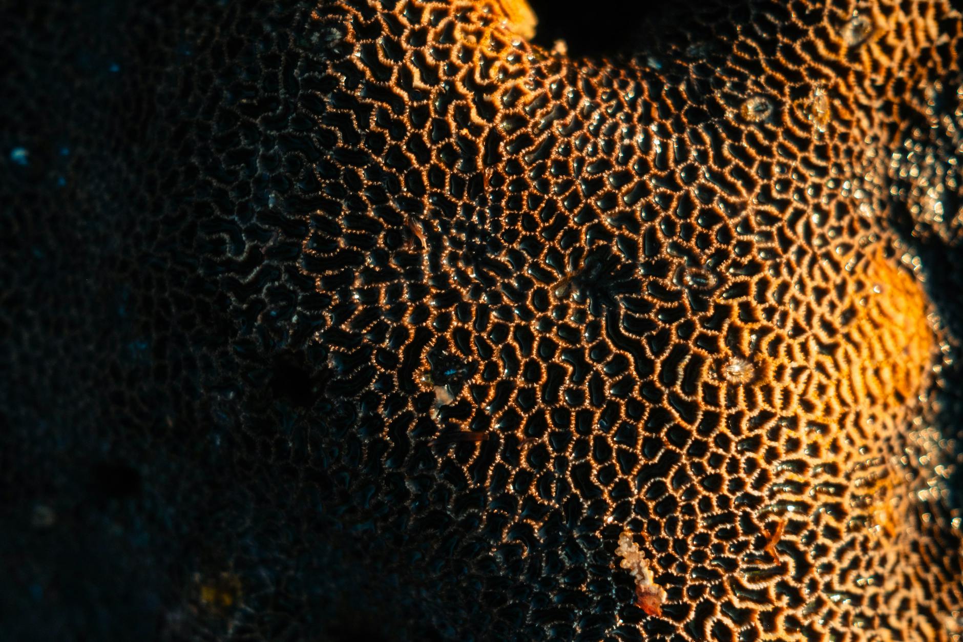 Coral reef textures on Earth