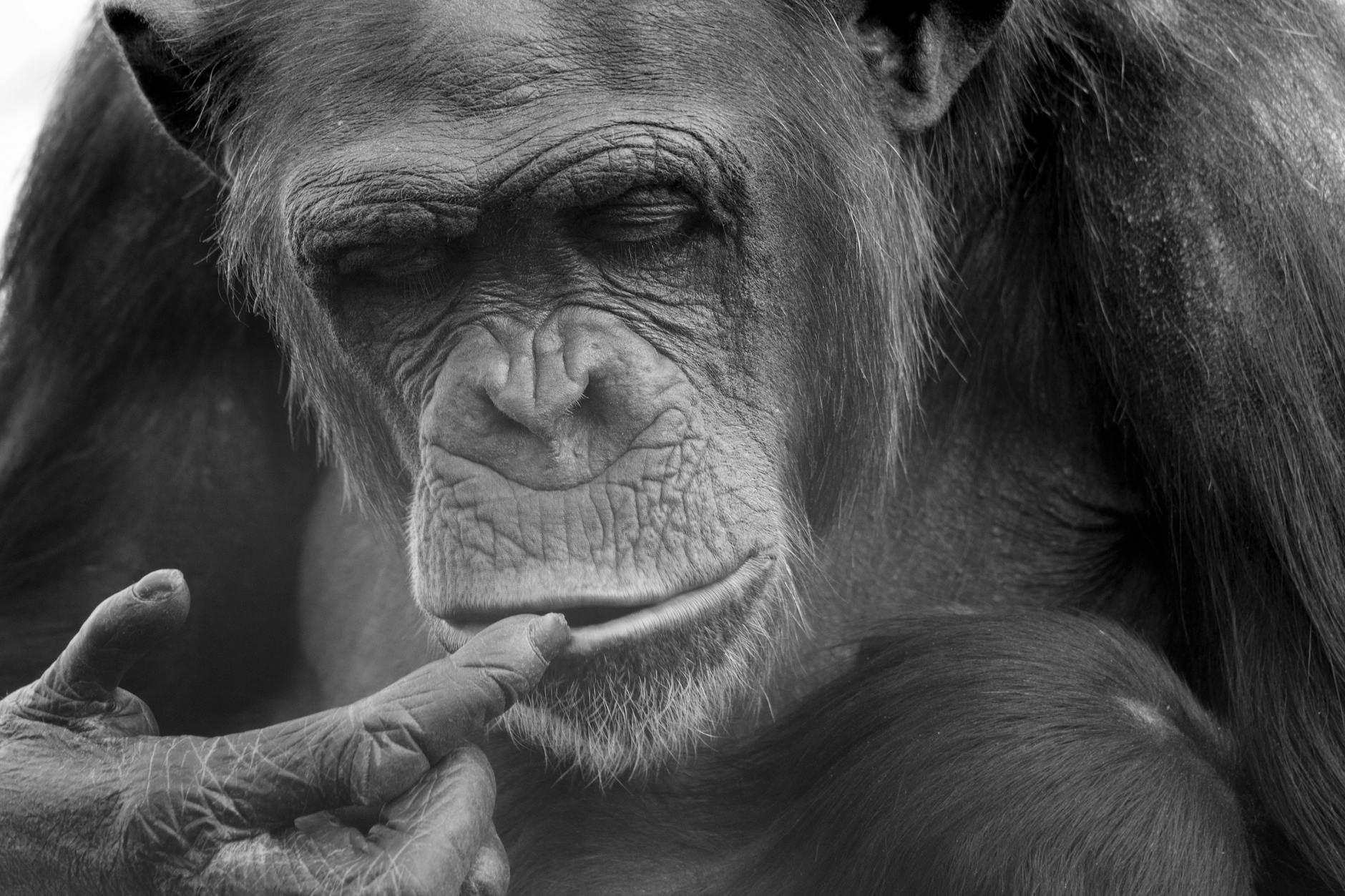 A chimpanzee deep in thought, evoking the biological constraints on intelligence.