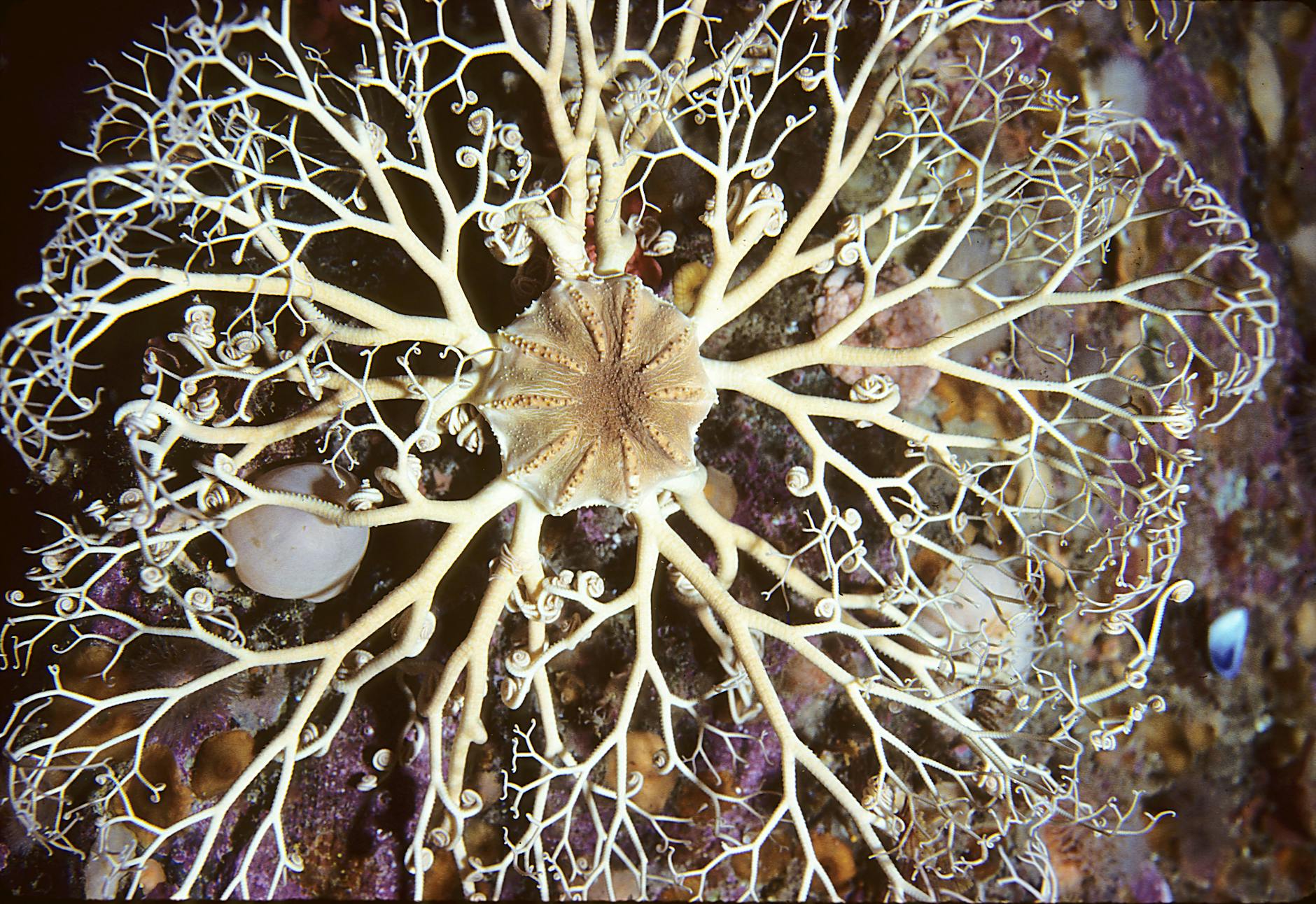 A Gorgonocephalus basket star, a deep-sea invertebrate