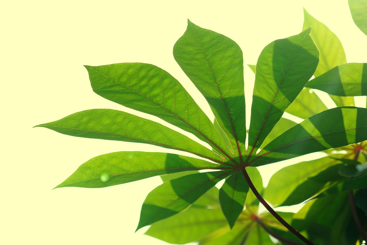 evolution of photosynthesis timeline