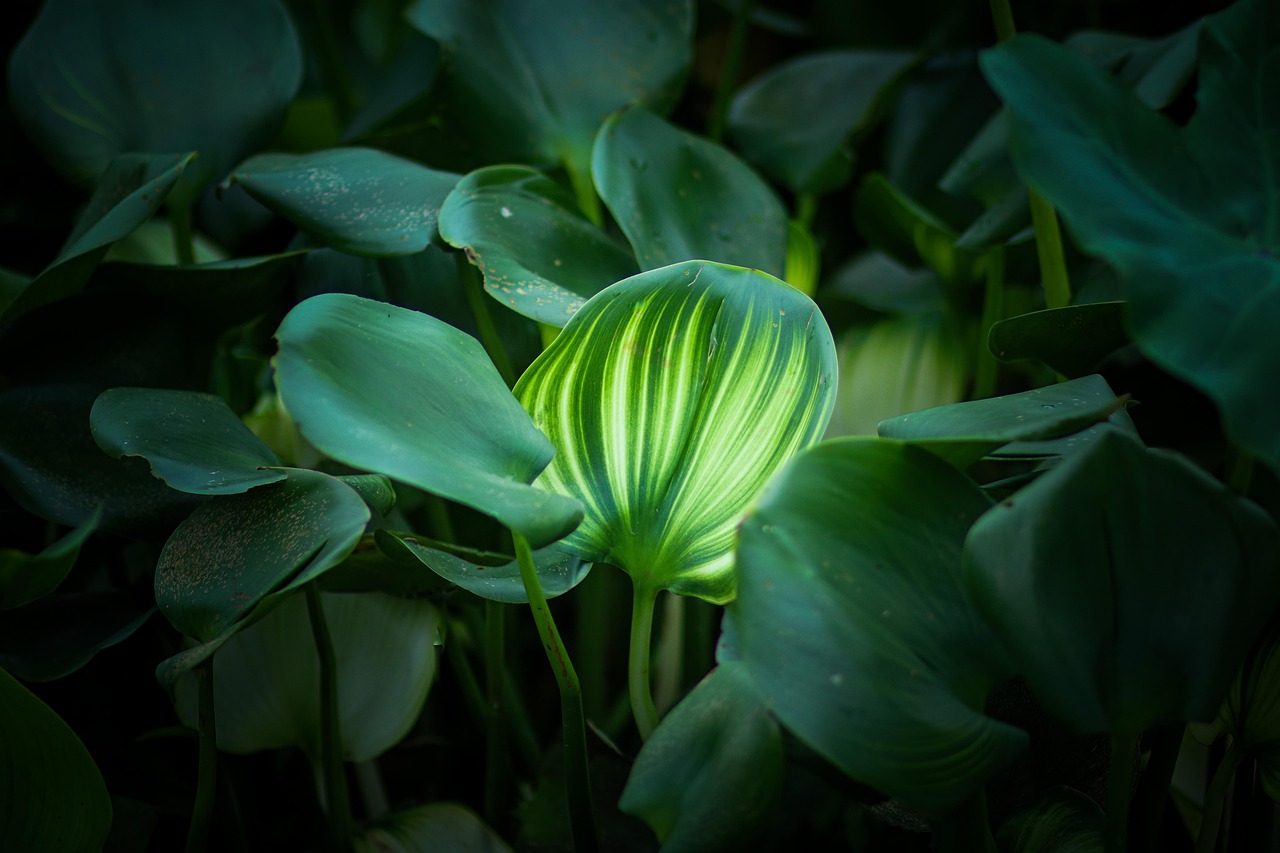 evolution of photosynthesis timeline