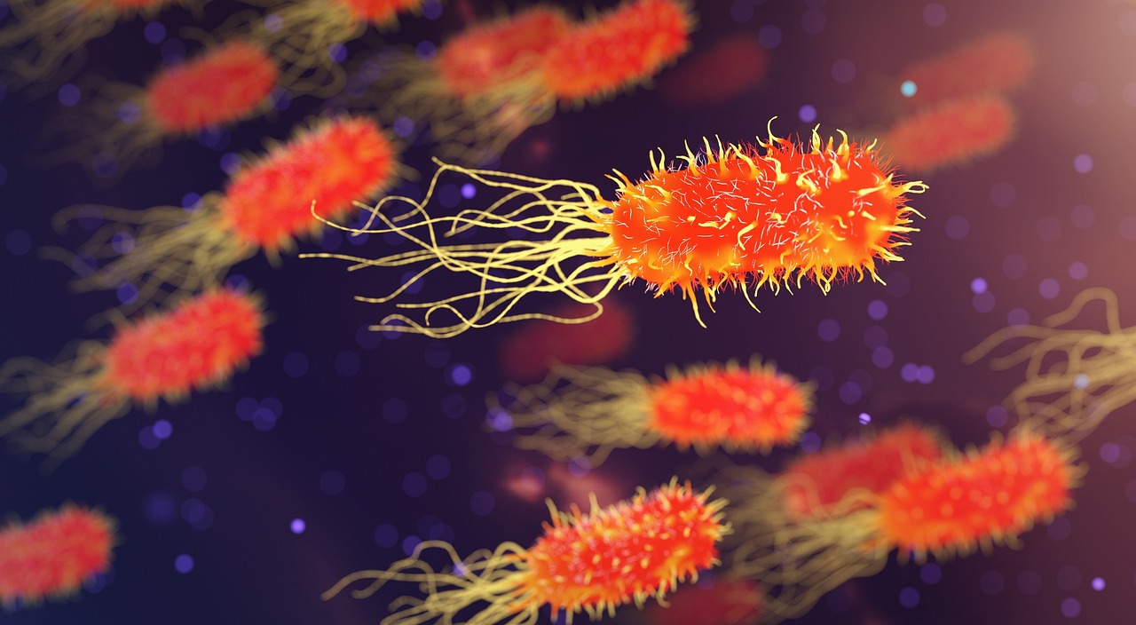 Bacteria - Photo by qimono on Pixabay
