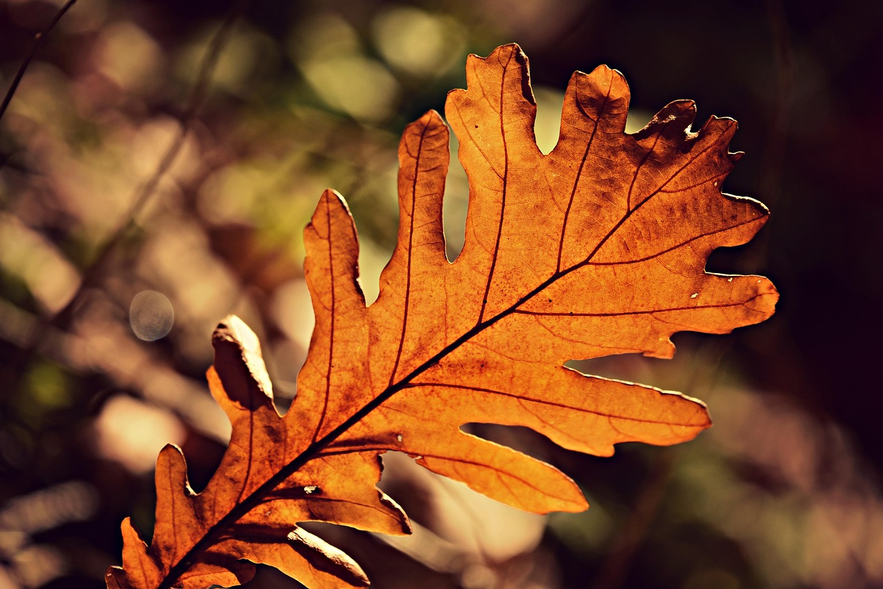 evolution of photosynthesis timeline