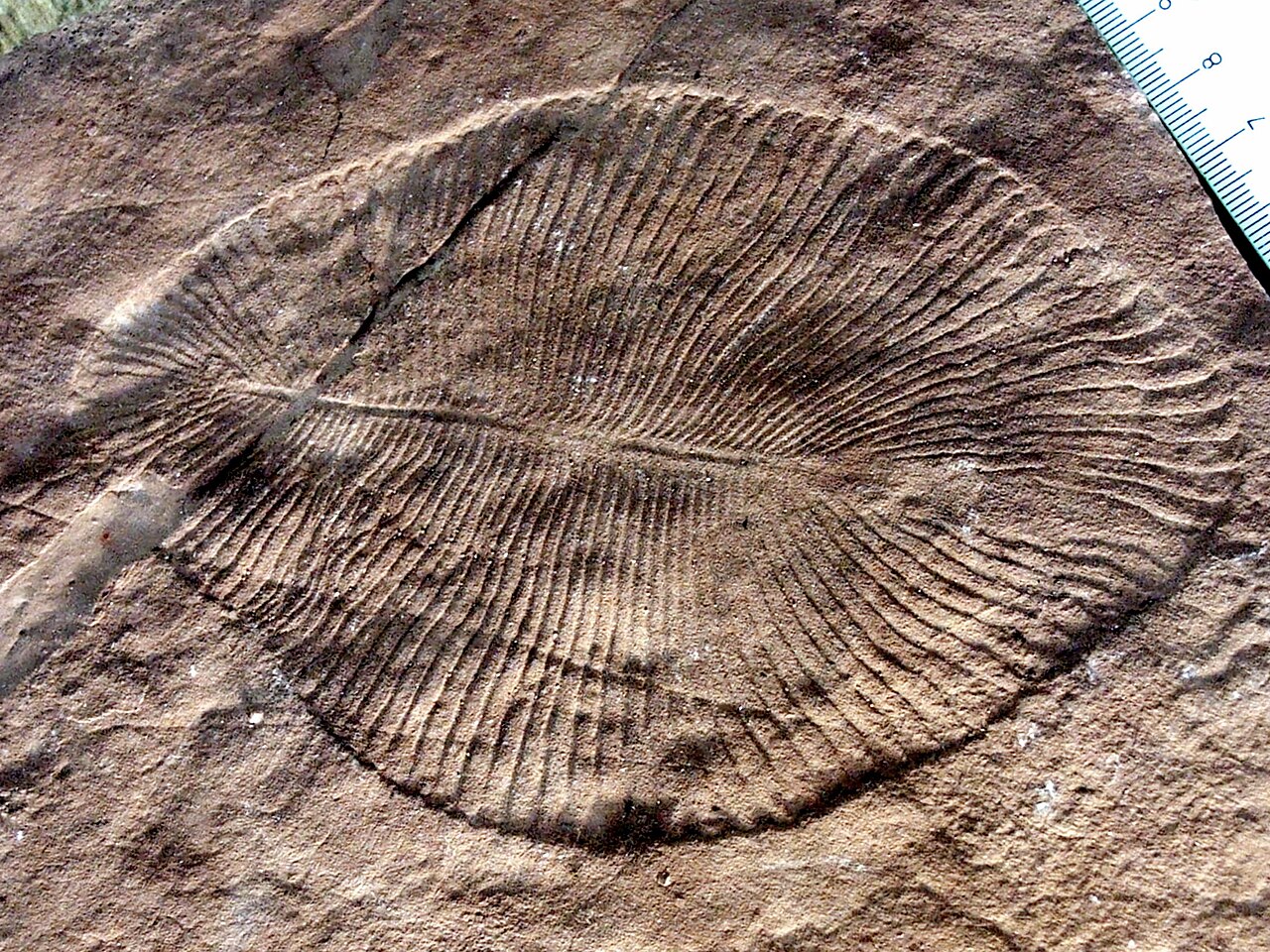 Fossil of the Ediacaran organism Dickinsonia, complex life that emerged after Snowball Earth.