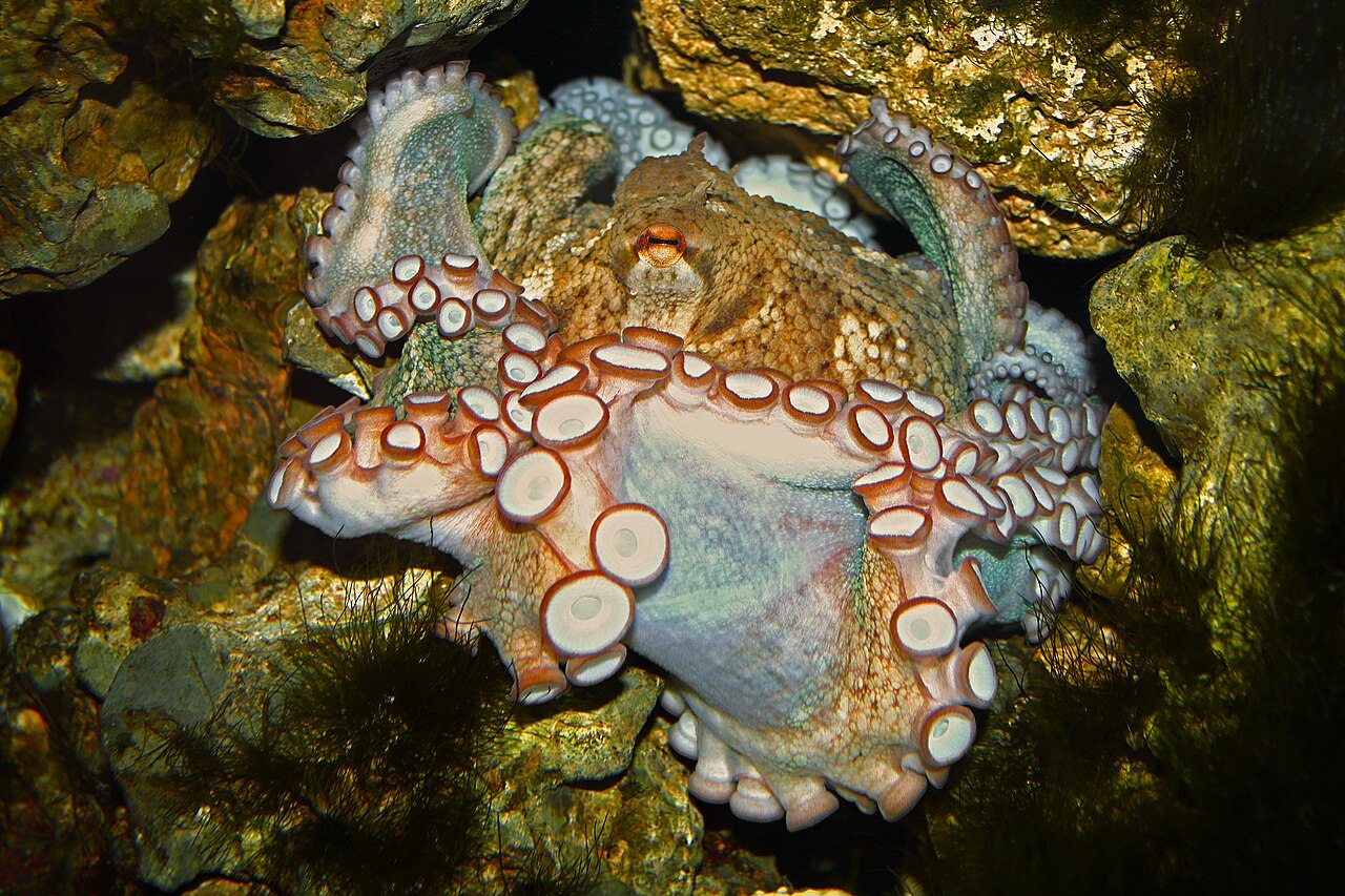 A common octopus (Octopus vulgaris), a highly intelligent invertebrate