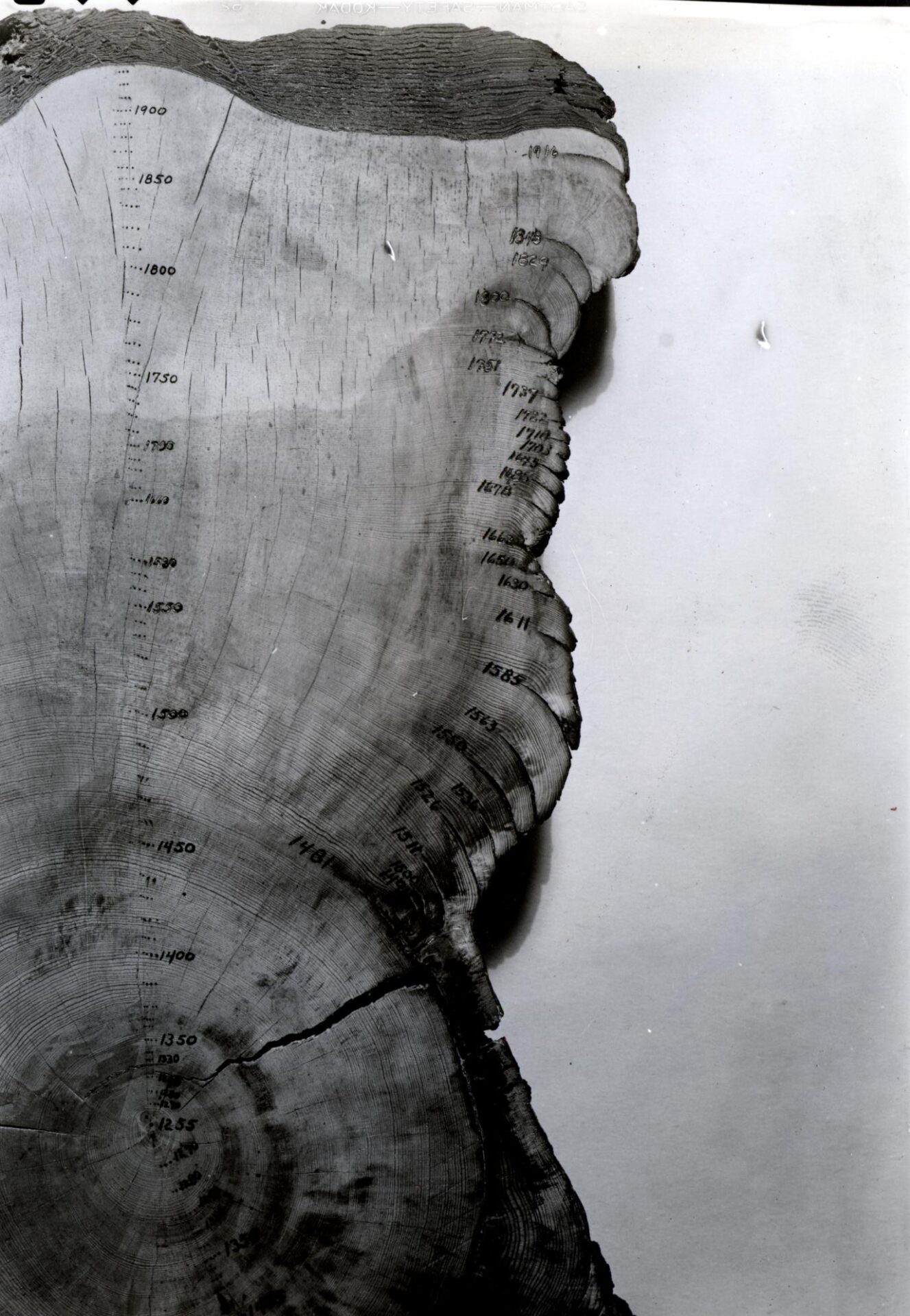 Cross-section of a tree trunk showing annual growth rings used for dating
