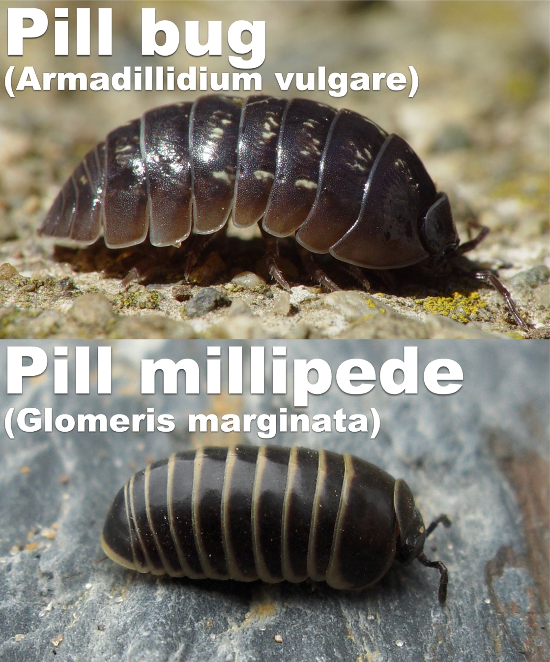 A pill woodlouse and a pill millipede that look alike despite being unrelated
