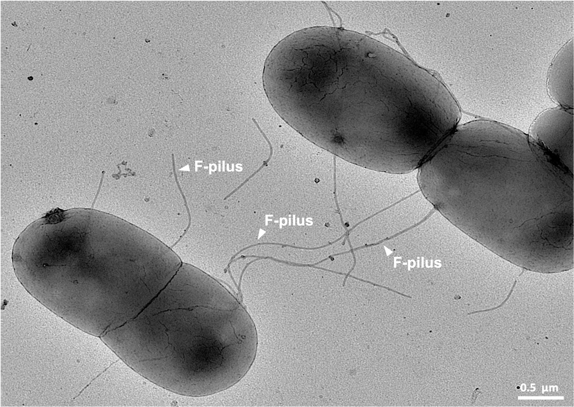 Diagram of bacterial conjugation, a form of horizontal gene transfer, with two bacteria joined by a pilus that transfers DNA.