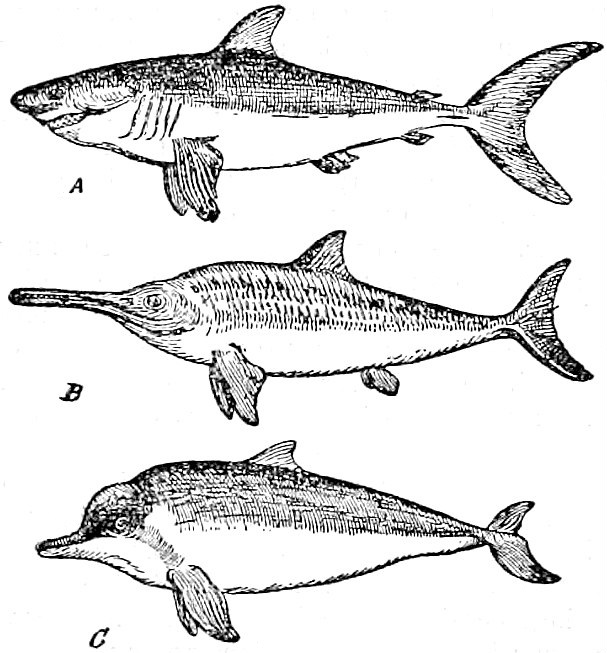 Classic illustration of convergent evolution examples, comparing body forms that evolved independently in unrelated animals.