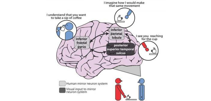 Illustration of the human mirror neuron system highlighted on the brain