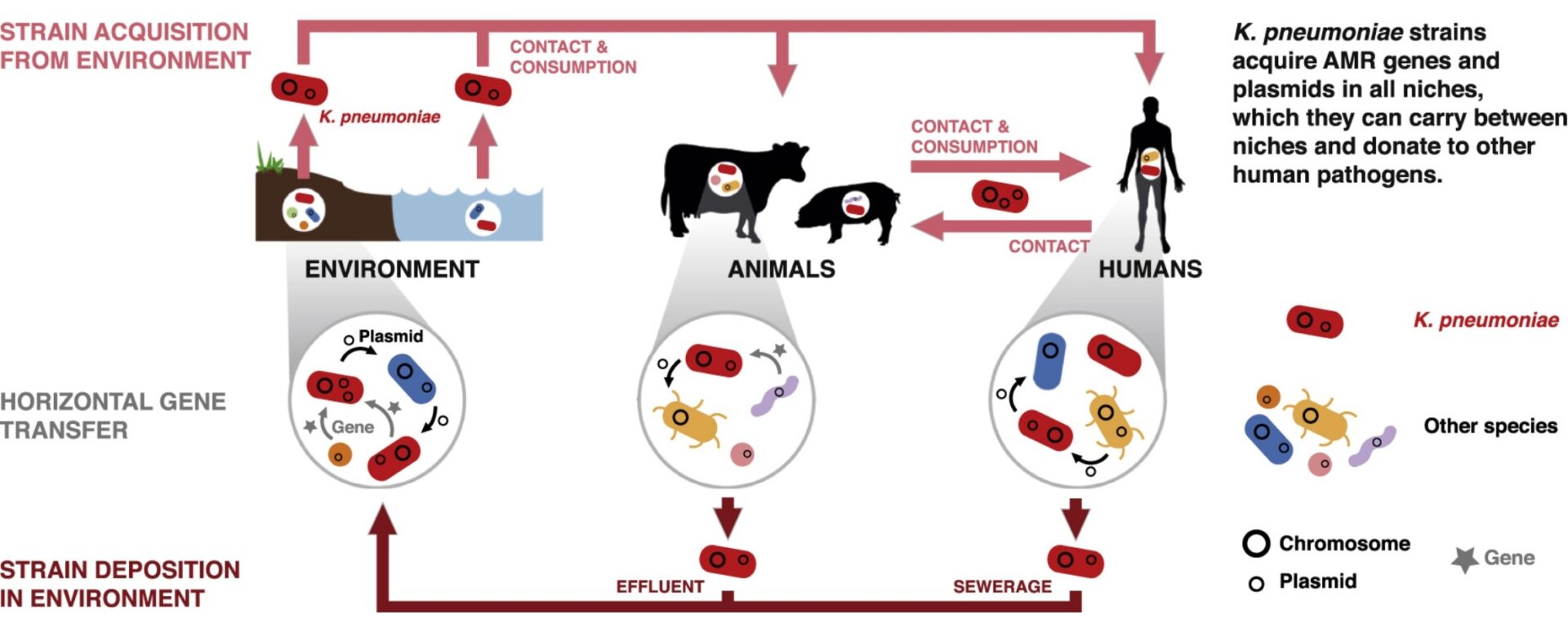 Diagram of horizontal gene transfer spreading genes among Klebsiella bacteria