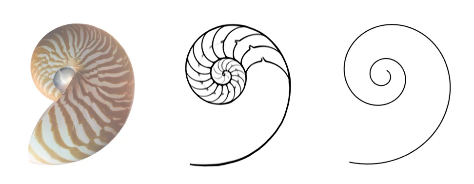 A nautilus shell cut to reveal its logarithmic spiral