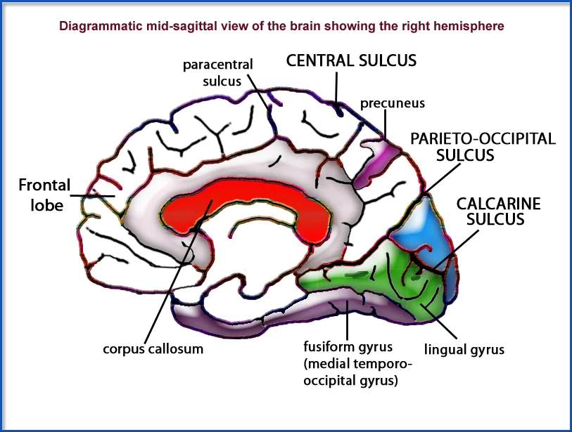 Labeled mid-sagittal diagram of the human brain