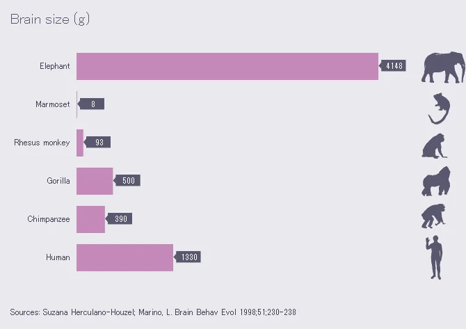 Chart comparing brain mass across animal species