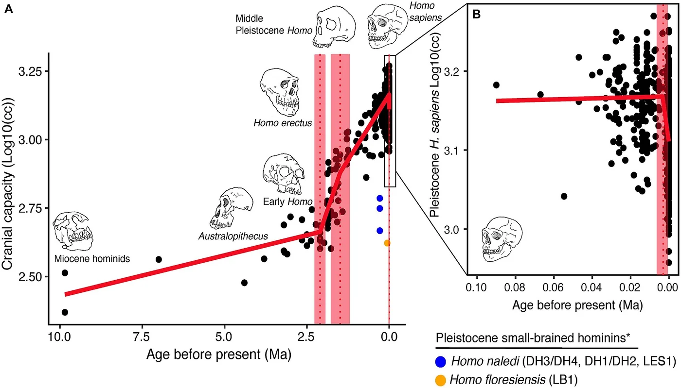 Graph of increasing hominin brain size over time