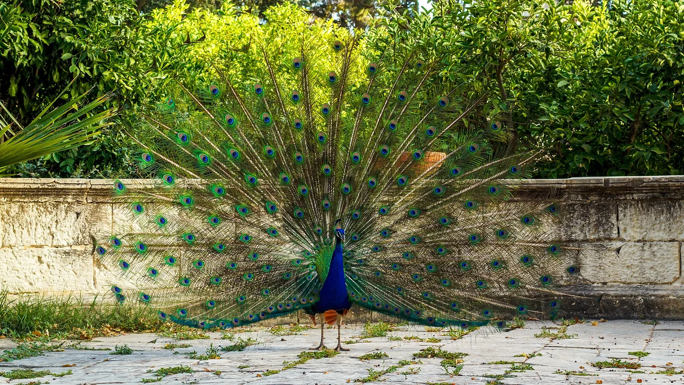 A peacock displaying its open tail