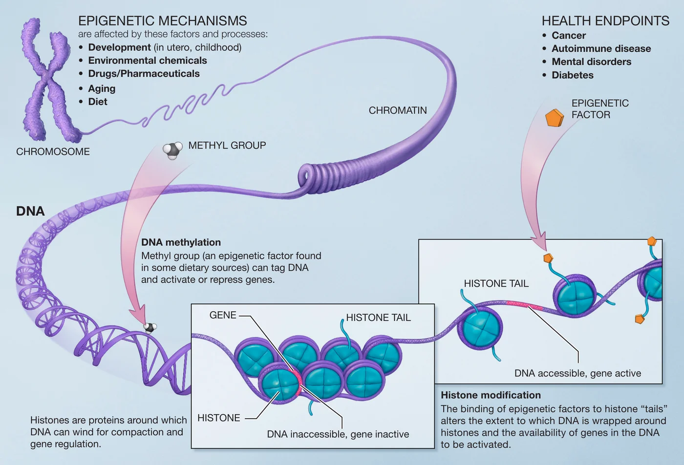 Diagram of the main epigenetic mechanisms