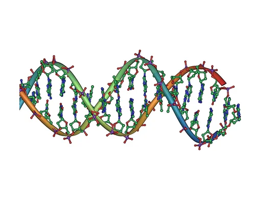 The double-helix structure of DNA