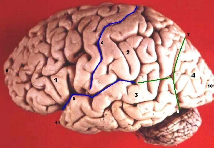 Anatomical view of the human brain