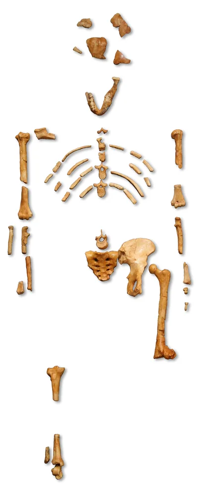 Reconstructed skeleton of Lucy, an Australopithecus afarensis, a landmark fossil in the origin of hominin bipedalism