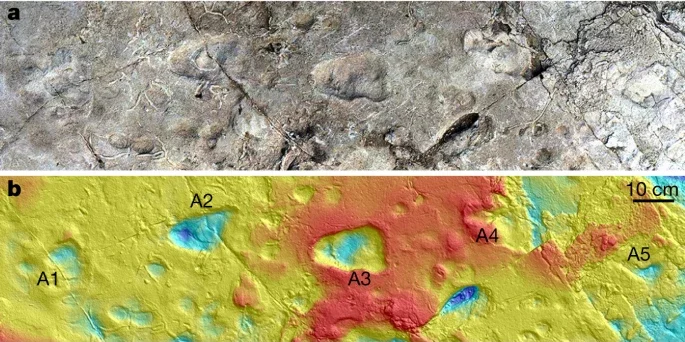 The fossilized Laetoli hominin footprints