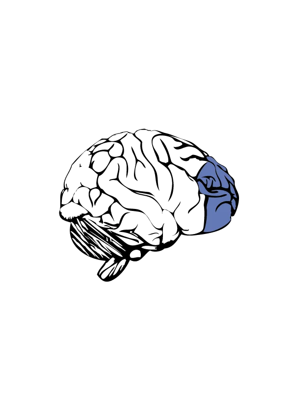 The prefrontal cortex highlighted on the human brain