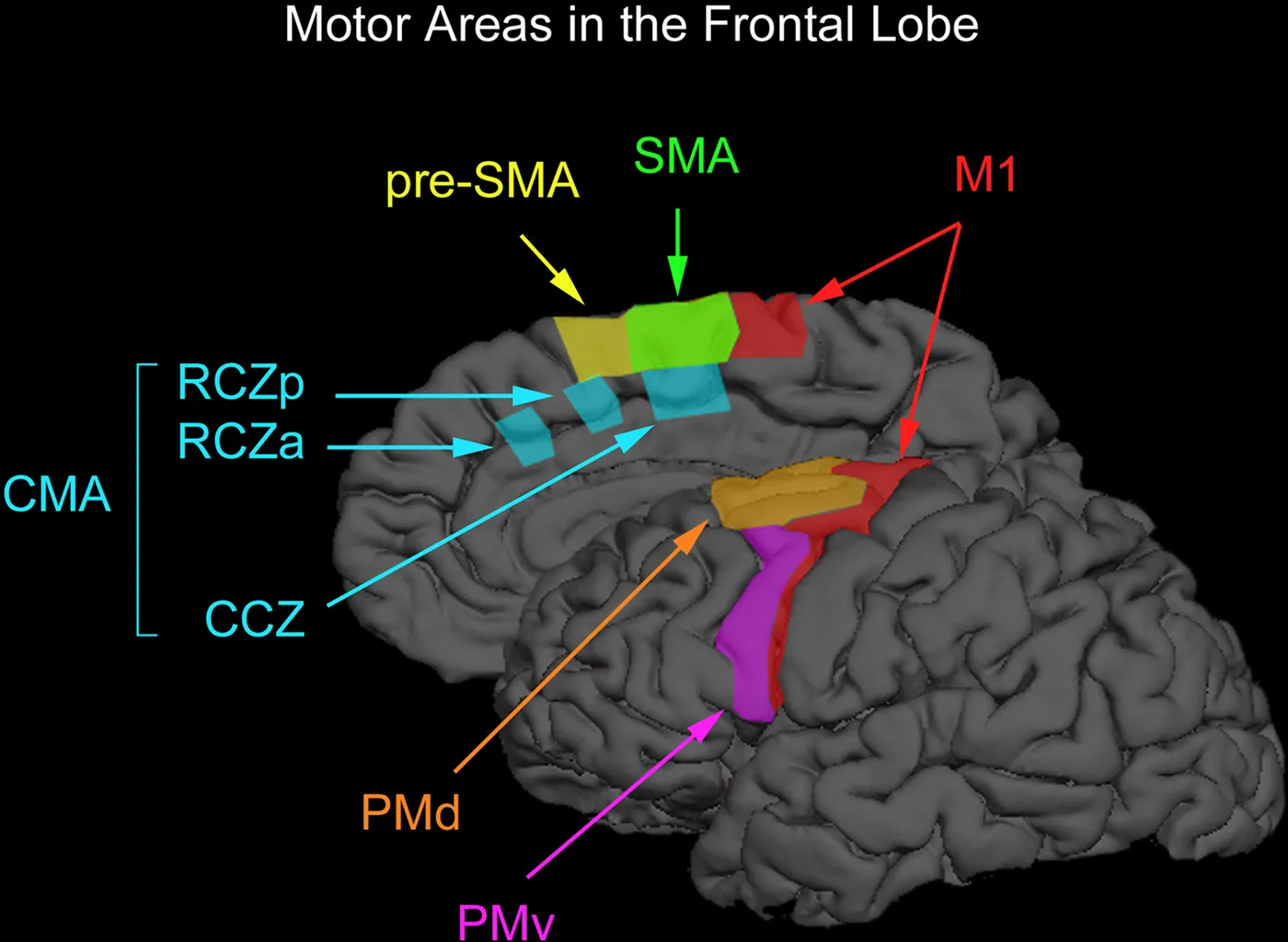Labelled diagram of motor areas in the frontal lobe including the supplementary motor area, the regions active before conscious awareness in free will research