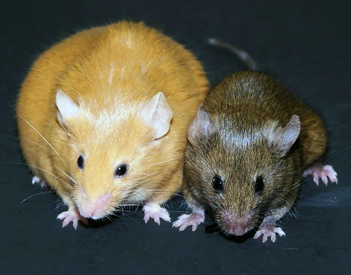 Two genetically identical agouti mice, one yellow and obese and one brown and lean, showing epigenetics changing gene activity