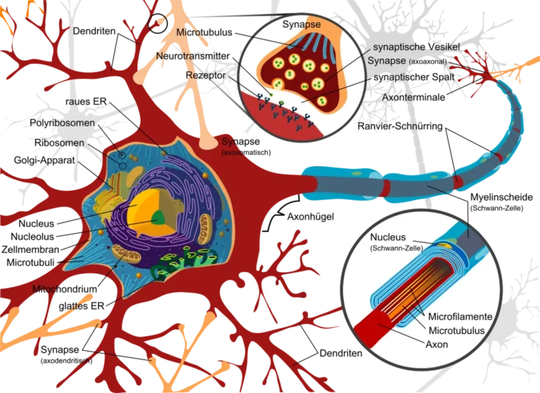 Neurons, the cells that drive decision-making