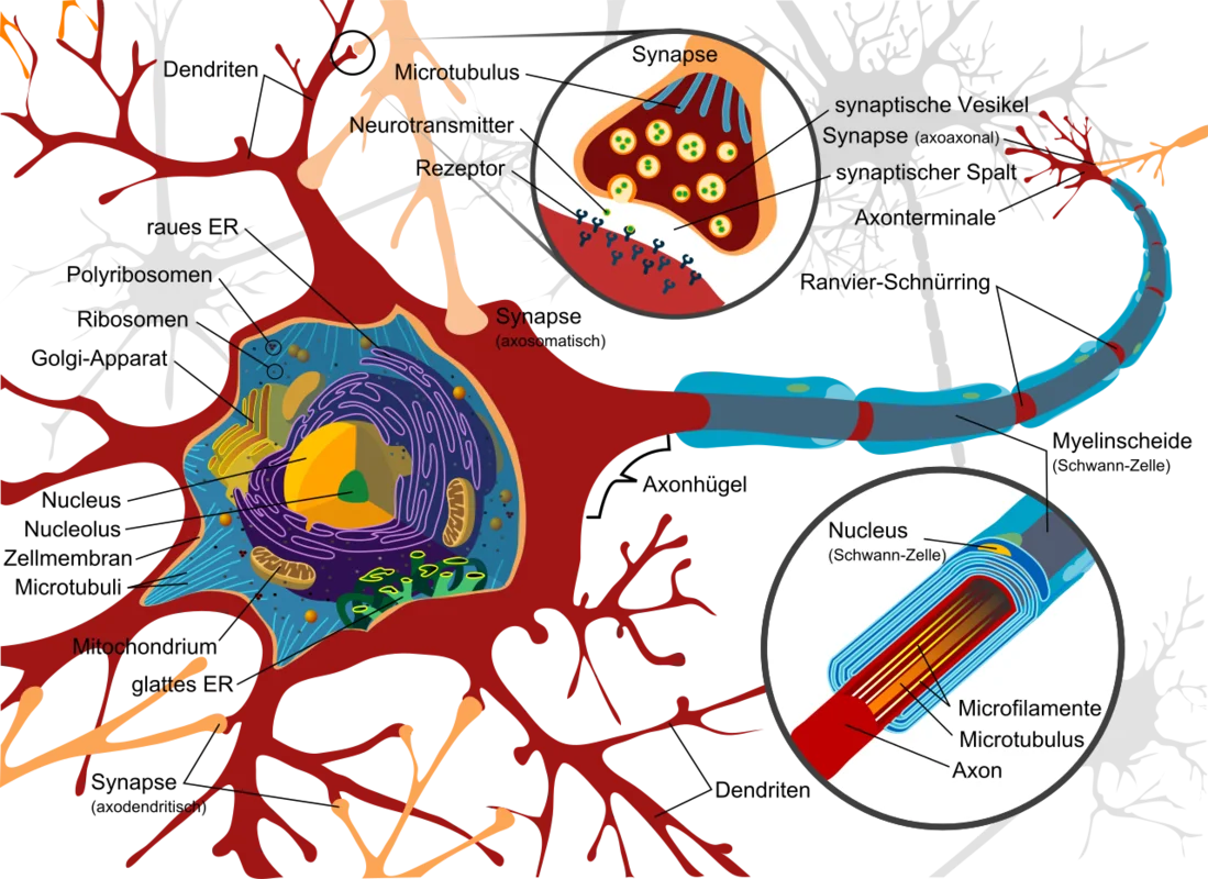 Free Will and Neuroscience: What the Science Actually Shows