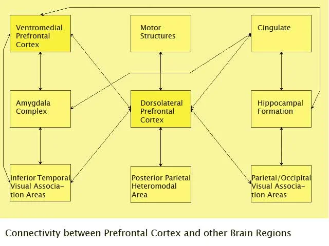 The prefrontal cortex, linked to self-awareness