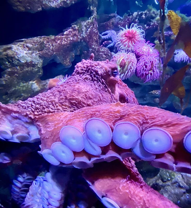 An octopus, a candidate for animal consciousness