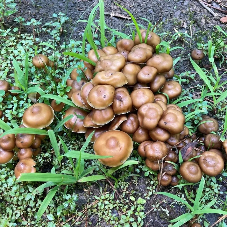 Psilocybe mushrooms, a source of psychedelic compounds
