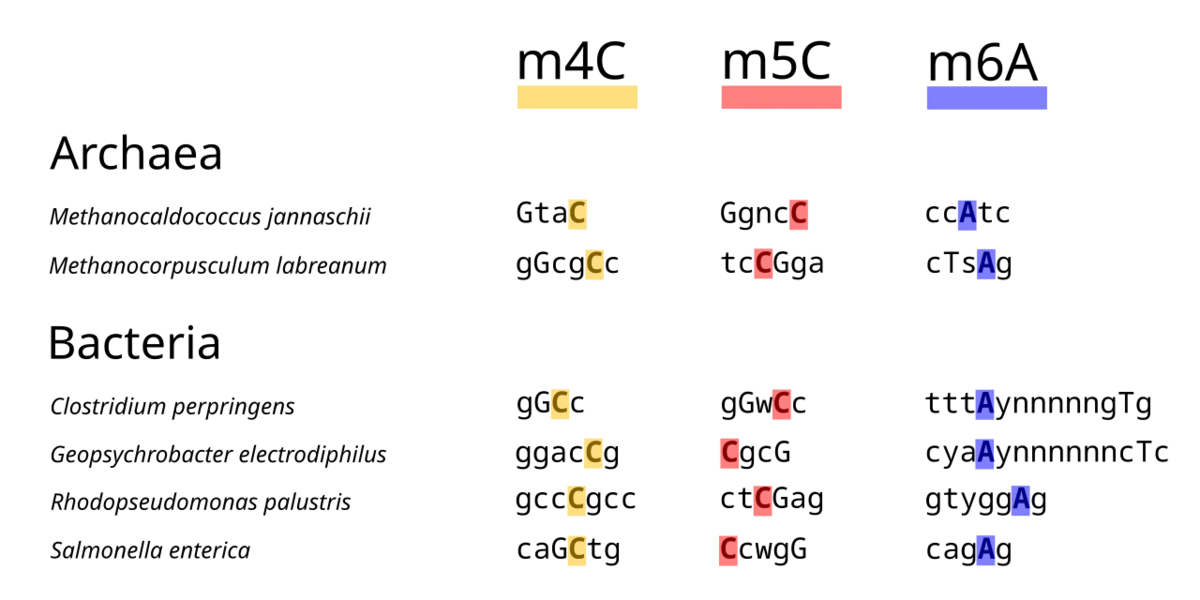 DNA methylation, a key epigenetic mechanism