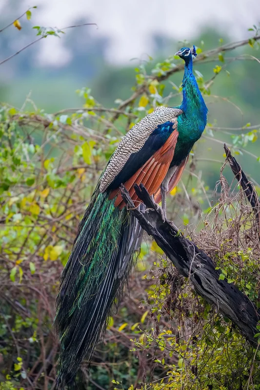 Sexual Selection: Darwin’s Other Big Idea