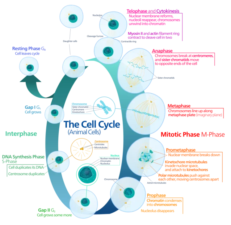 Living cells, the basic unit of life