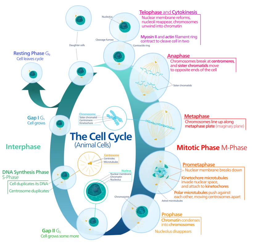 Living cells, the basic unit of life