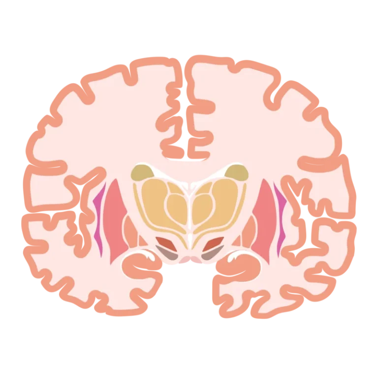 The hippocampus, central to memory formation