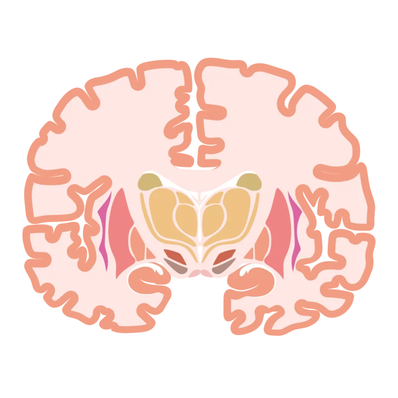 The hippocampus, central to memory formation
