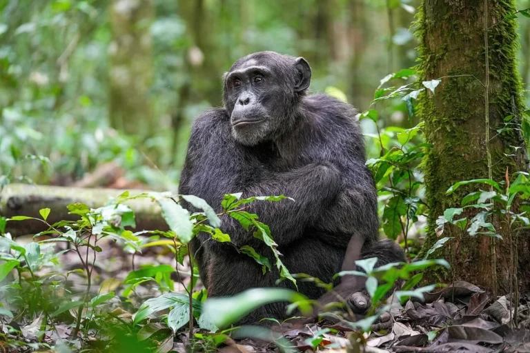 A chimpanzee, among the most intelligent animals