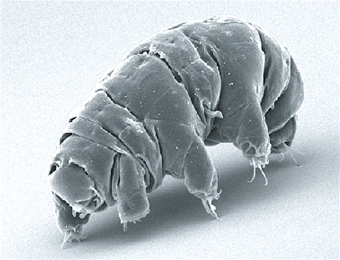 Scanning electron micrograph of the tardigrade Milnesium tardigradum, an extremophile studied alongside bacteria in research on how microbes survive space radiation