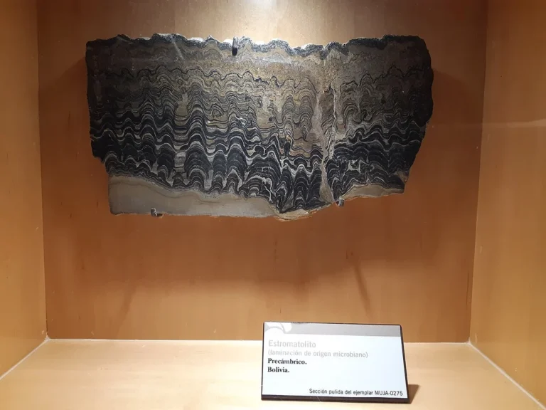 Stromatolites built by ancient cyanobacteria